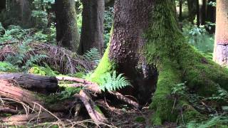 Camping Les Granges Bas GERARDMER [upl. by Salman790]