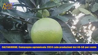 Caltagirone Campagna agrumicola 2024 e cartelle esattoriali emesse dai Consorzi di bonifica [upl. by Lipps]