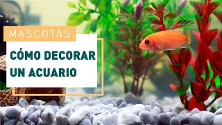 Consejos fáciles para decorar tu acuario  Plantas de acuario en VERDECORA [upl. by Bencion]