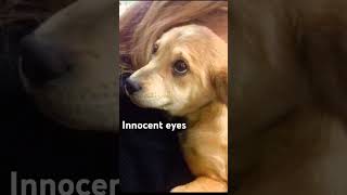 Mssamisharma innocent eyes of babystreetdogshelpdoglover [upl. by Joann]