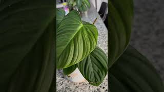 Philadendron Petiole houseplants houseplantlover plantlover houseplantslover [upl. by Kcirdez]