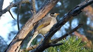 Noisy miner  Manorina melanocephala [upl. by Nylacaj]