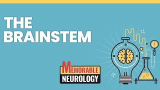 Brainstem Midbrain Pons and Medulla Mnemonics Memorable Neurology Lecture 7 [upl. by Luar]