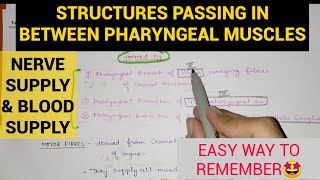 Pharynx Anatomy 44  Structures passing in between Pharyngeal Muscles [upl. by Frodeen]