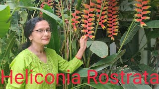 All about Heliconia Rostrata [upl. by Tanya]