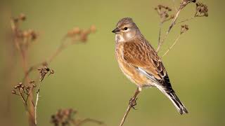 The song of the Common Linnet  Bird Sounds to recognize the Common Linnet  10 Hours [upl. by Gaile]