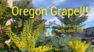 Mahonia Oregon Grape Easytogrow edible plant has MANY uses [upl. by Thorman]