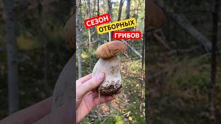 ЧТО НИ ГРИБТО ФАНТАСТИКА🔥mushroom boletus грибы2024 porcini funghi shorts grzyby nature [upl. by Nellir]