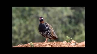 Il mondo degli uccelli Black Francolin Francolinus francolinus Pernice nera [upl. by Noiroc]