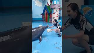 Dolphin lover ❤️❤️😍।। viral shorttreanding reel [upl. by Dilly]