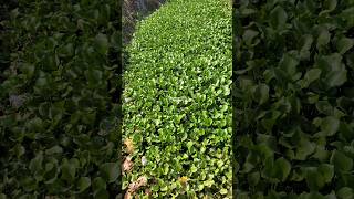 ENCENG GONDOK ‼️ Eichhornia crassipes  Pontederia crassipes  water hyacinth encenggondok [upl. by Pape]