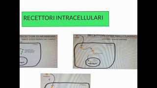 CORSO DI BIOLOGIA CELLULARE 1  LEZIONE 18 DI 23  RECETTORI AD ATTIVITA SERINA TREONINA CHINASICA [upl. by Ecirtak590]