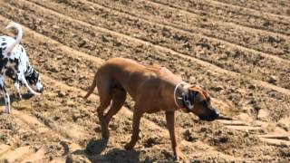 rhodesian ridgeback and dalmatian [upl. by Yeslehc]