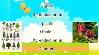 Reproduction in Conifers Grade 4 lecture 2 [upl. by Roseline]