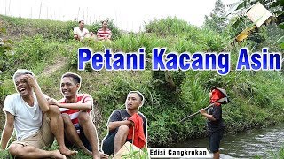 Curhatan Petani Kacang Asin cak percil komedi [upl. by Heid]