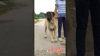 The Story of Mr Corado the English Mastiff rahulpets shortsfeed doglover mastiffs [upl. by Quita]