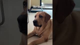 Foodmotivated doggo ziggythelab doglover cute dog [upl. by Hailat]