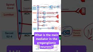 What is the main mediator in the preganglionic neurons [upl. by Wey]