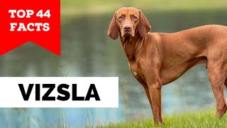 99 of Vizsla Owners Dont Know This [upl. by Peisch]