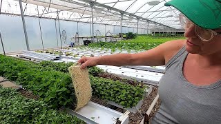 How to Grow Hydroponic Microgreens [upl. by Sihtnyc]