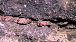 Mottled Rock Rattlesnake [upl. by Lleihsad]