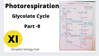 Photorespiration  Glycolate Cycle  C2 Pathway  Neet  NCERT Syllabus Class 11  Part  9 [upl. by Calysta]