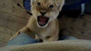 Young Lion Cub Climbing up my Leg [upl. by Kloman432]