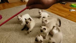 Adorable Ragdoll kittens play kitten ragdoll animals cute [upl. by Llebpmac386]