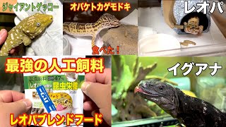 【爬虫類】我が家の爬虫類達にレオパブレンドフードという最強の人工飼料を与えてみた！ [upl. by Rennob]