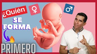 ✅QUIERES SABER Quién se forma MÁS Rápido 🚹EL NIÑO o 🚺LA NIÑA [upl. by Offen]