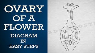 How to draw ovary of a flower in easy steps  ncert class 10  Biology CBSE X science [upl. by Aroled]