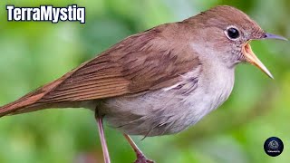 Sonidos de Ruiseñores  Cantos de Ruiseñores  Pájaros cantando  Sonido de Animales [upl. by Marna598]