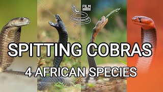 Deadly venomous spitting cobras best wild snake action Red Mozambique Blacknecked Ashes [upl. by Alethea]