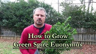 How to grow Green Spire Euonymus Upright Narrow Evergreen Shrub [upl. by Jinny]