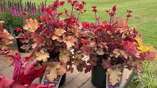 Heuchera Marmalade Forever Red amp Zipper Coral Bells  3 FANTASTIC colorful perennials [upl. by Ken]