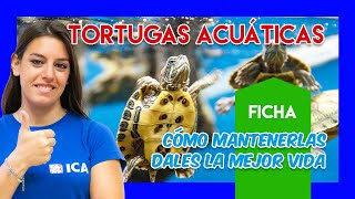 Tortugas acuáticas para principiantes  Tortuguero ideal mantenimiento básico y cuidados adecuados [upl. by Dorris]