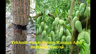 Teknik Sunat Pohon mangga Agar Berbuah Banyak [upl. by Tila387]