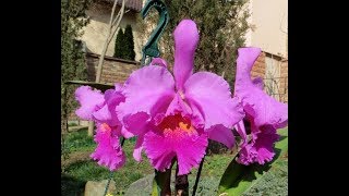 Cattleya Gaillarmont и Laelia purpurata x Cattleya dowiana [upl. by Lagas]