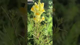 Plants With Funny Names Butter and eggs Linaria vulgaris [upl. by Elenaj]