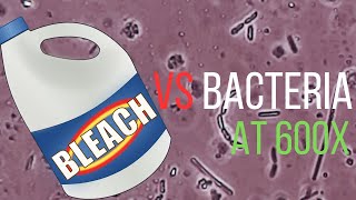 Bleach vs Bacteria under the Microscope  The Best Cleaning Product [upl. by Laurence]