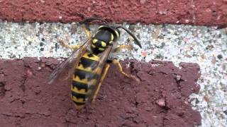 German Yellowjacket Vespidae Vespula germanica Grooming [upl. by Idnic]