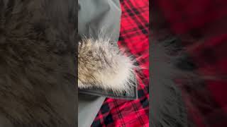 Coyote Parka Review American Company GFWmarket [upl. by Aplihs]