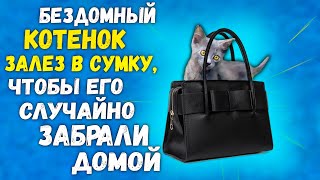 Спасение котенка из леса за 24 часа Полная версия  SANI vlog [upl. by Hansel]