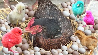 Magical MURGI Hen Harvesting Eggs to Chicks Video  Murgi ke Bacche BORN Story  FishCutting [upl. by Fredelia]