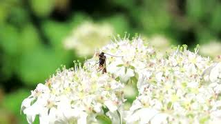 Ichneumon wasp sp [upl. by Telfore]