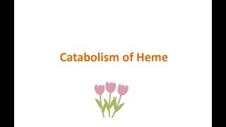 bio2 catabolism of Heme [upl. by Pru113]