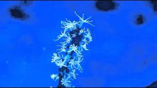 Gorgonian Feeding Reefroids [upl. by Ramaj]