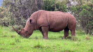 Rhinoceros The Majestic Giant on the Brink of Extinction [upl. by Ungley]