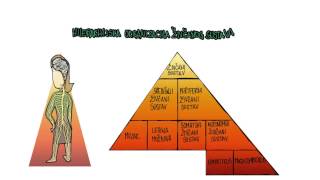 306  Hijerarhija živčanoga sustava [upl. by Otero420]