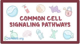 Common cell signaling pathway [upl. by Bena286]